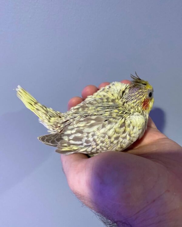 cockatiel parrots for sale in Australia, buy cockatiels online in Australia, cockatiel birds for sale