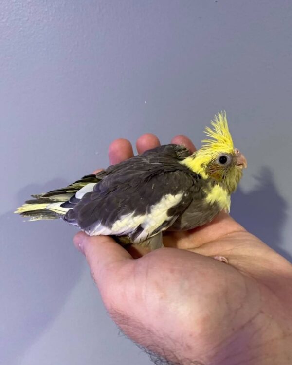 Cockatiels for sale in Australia, Buy cockatiels online AU