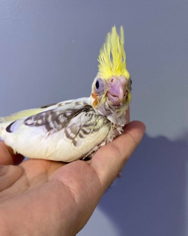 Cockatiels for sale in Australia, Buy cockatiels online AU