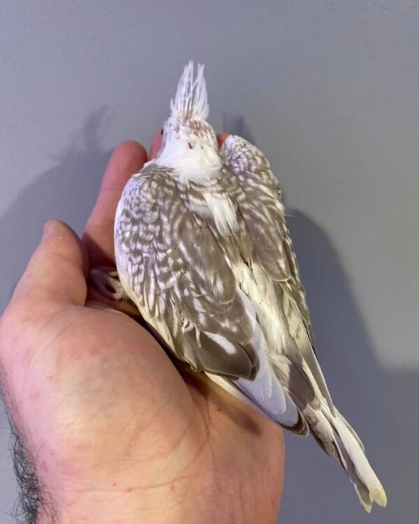 Cockatiels for sale in Australia, Buy cockatiels online AU
