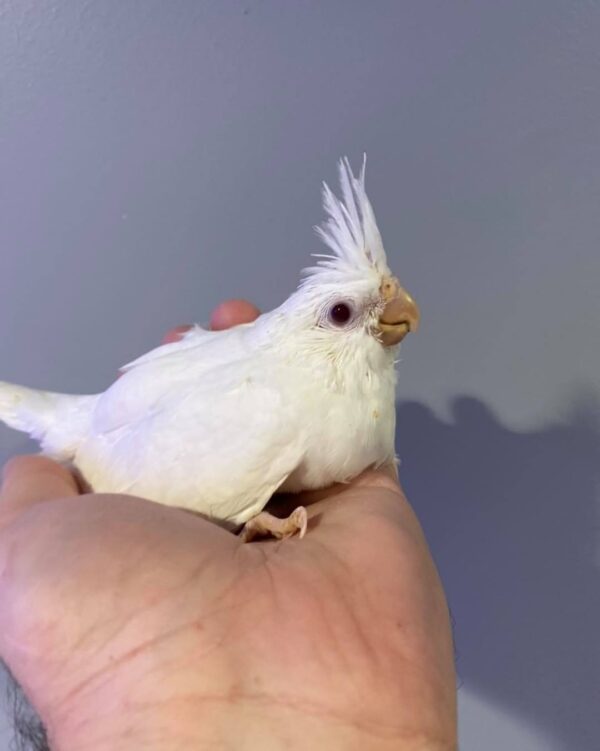 Buy cockatiels online in Australia, cockatiel parrots for sale in Australia