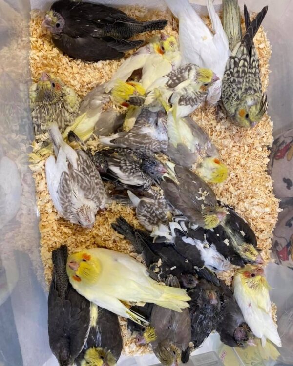 Cockatiels for sale in Australia, Buy cockatiels online AU
