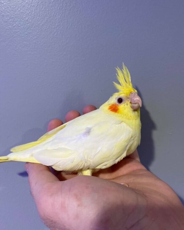 Cockatiels for sale in Australia, Buy cockatiels online AU
