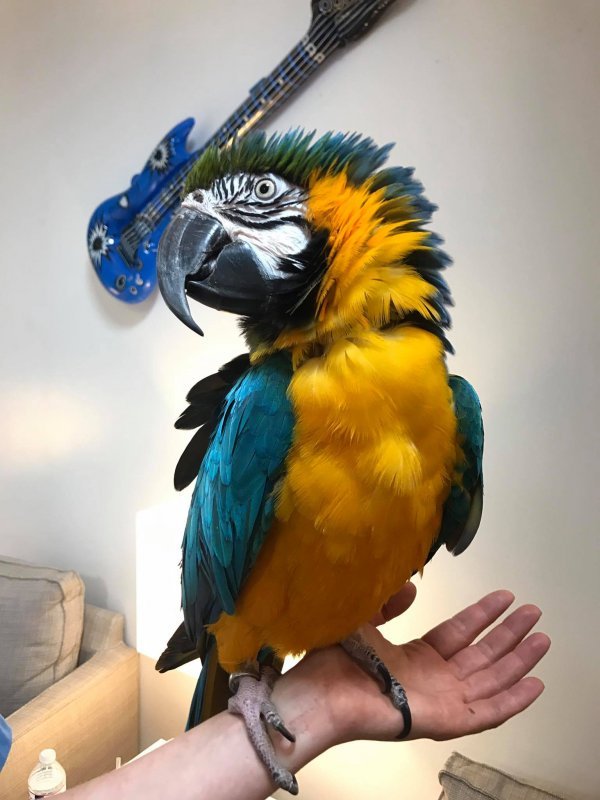 parrot breeders in Australia