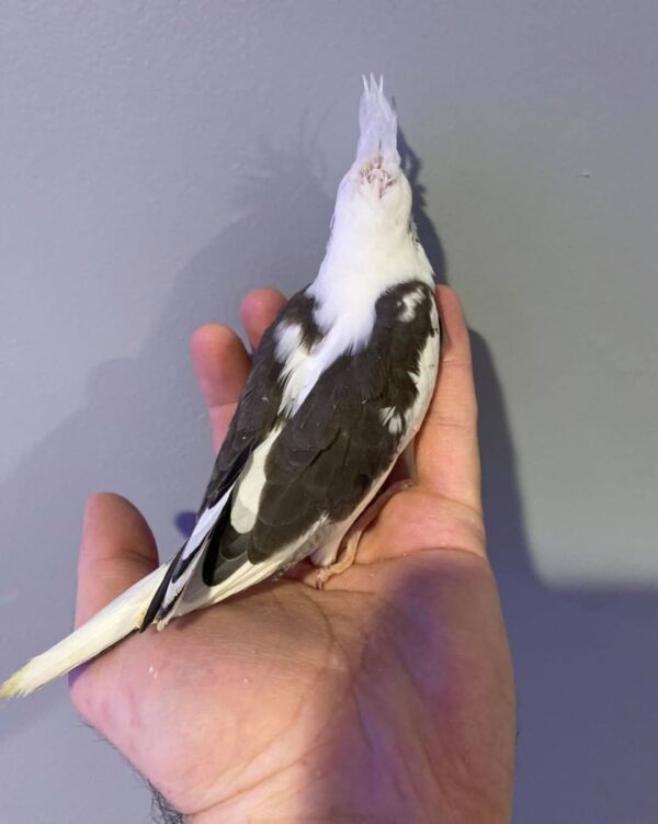 COCKATIELS - Image 6