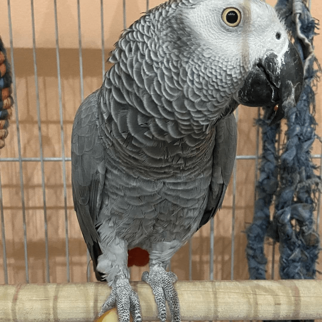 parrot breeders in Australia