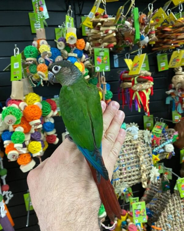 Conure parrots for sale Australia, Buy conure parrots online AU