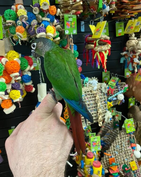Conure parrots for sale Australia, Buy conure parrots online AU