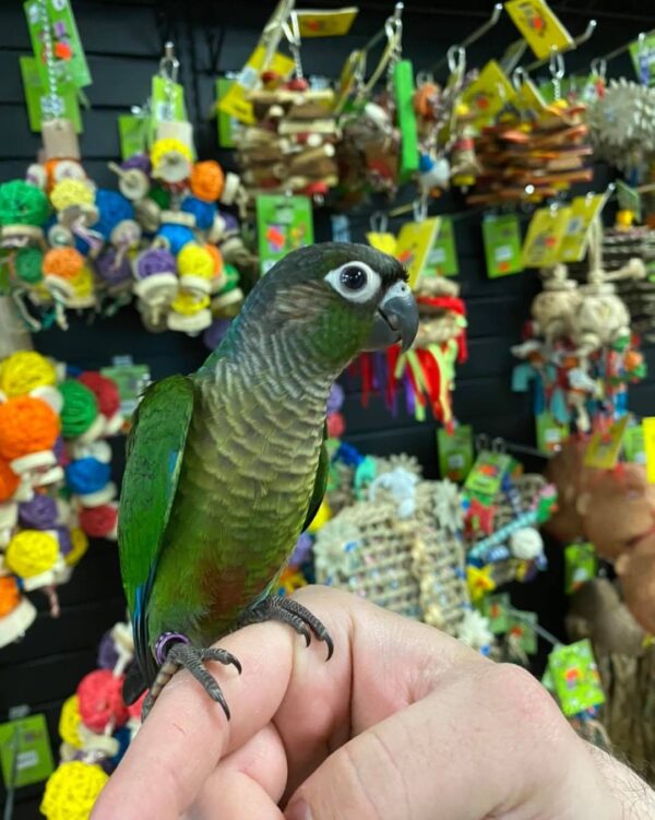 normal green cheek conure parrot for sale, buy green cheek conure parrot