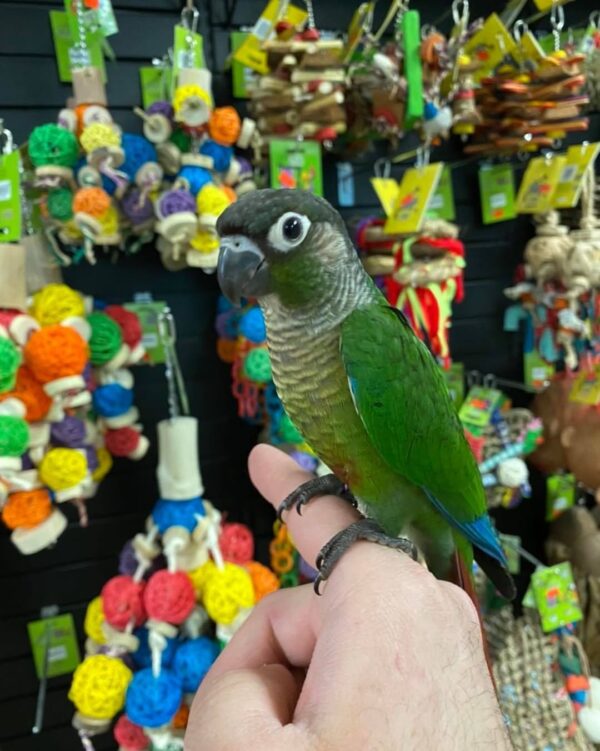 Conure parrots for sale Australia, Buy conure parrots online AU