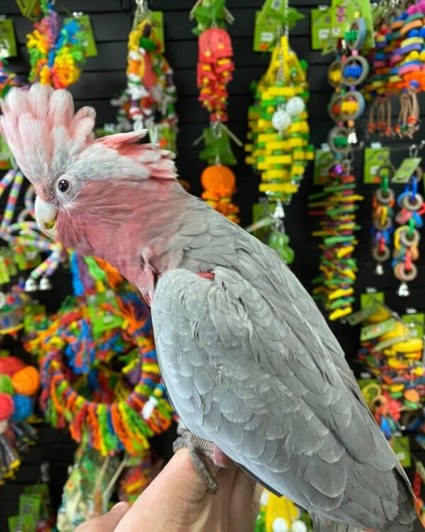 buy galah cockatoos in australia, galah cockatoos for sale AU