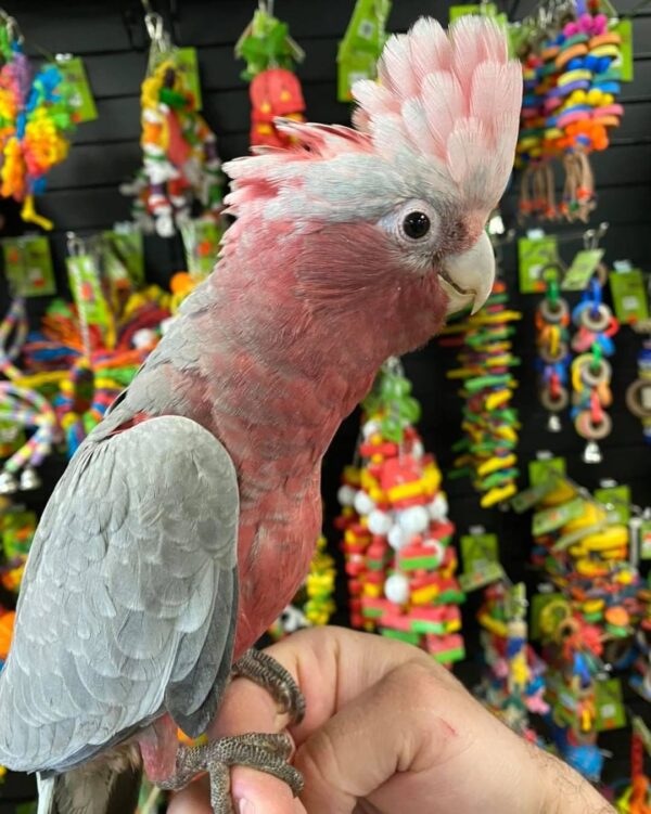 buy galah cockatoos in australia, galah cockatoos for sale AU