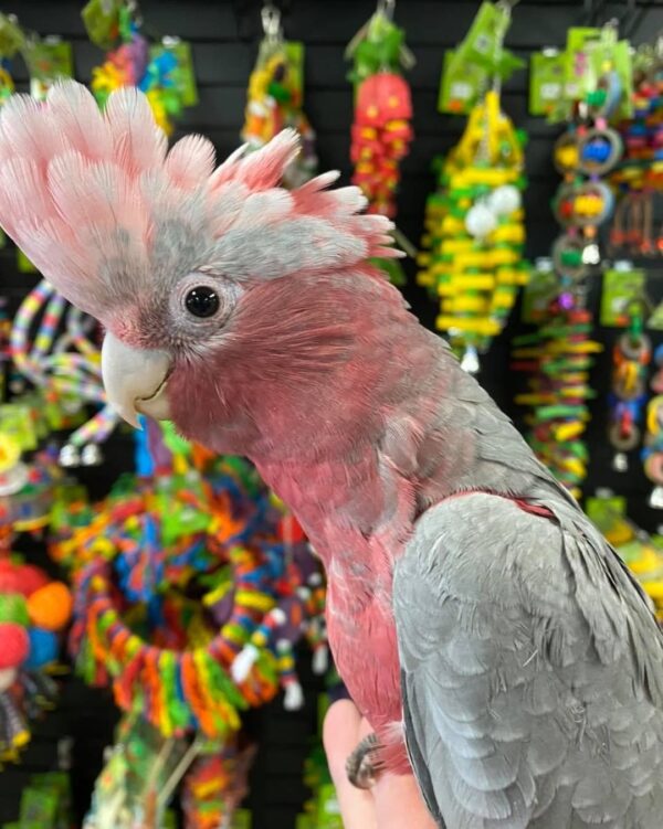 buy galah cockatoos in australia, galah cockatoos for sale AU