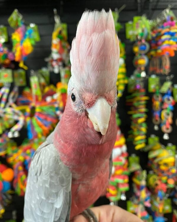 buy galah cockatoos in australia, galah cockatoos for sale AU