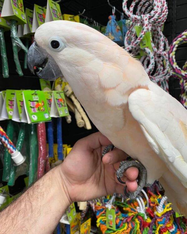 Moluccan cockatoo for sale Australia, buy moluccan cockatoo AU