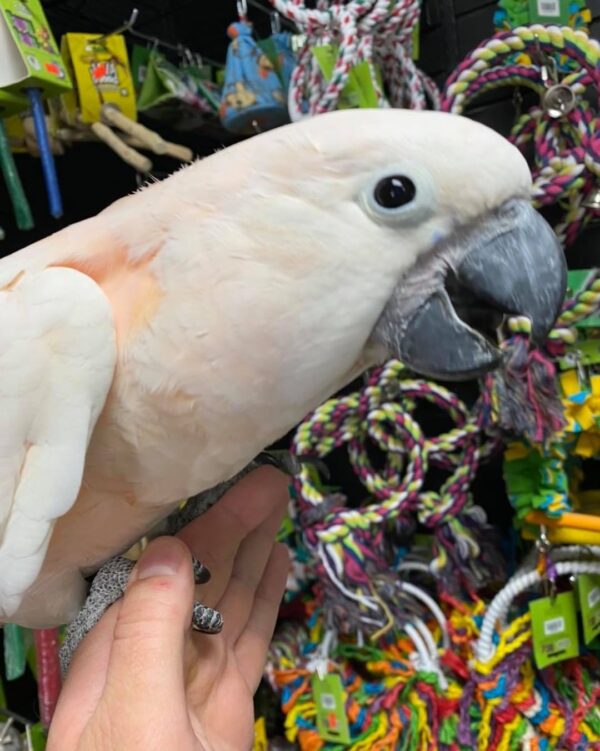 Moluccan cockatoo for sale Australia, buy moluccan cockatoo AU