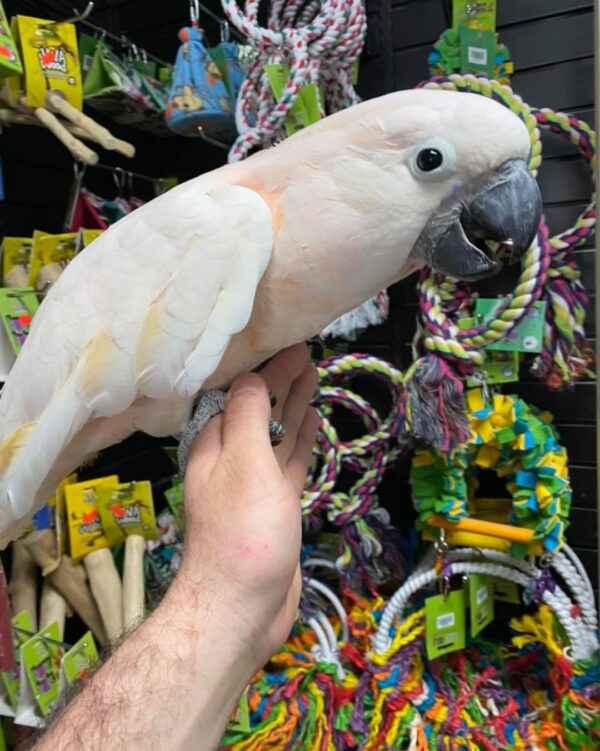 FEMALE MOLUCCAN COCKATOO - Image 5