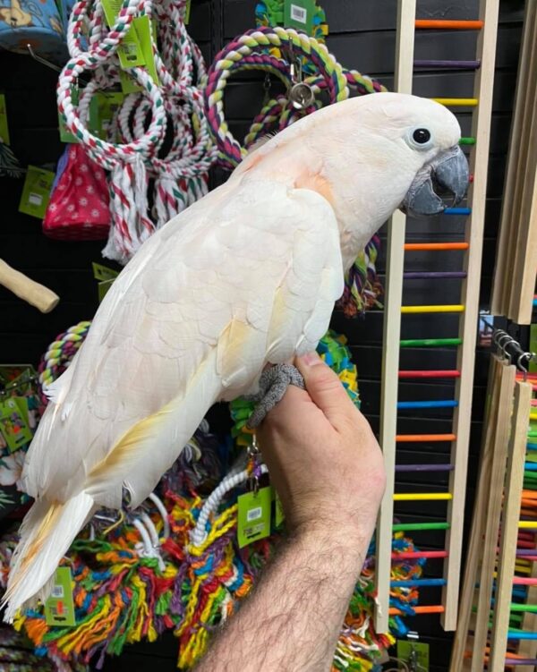 Moluccan cockatoo for sale Australia, buy moluccan cockatoo AU