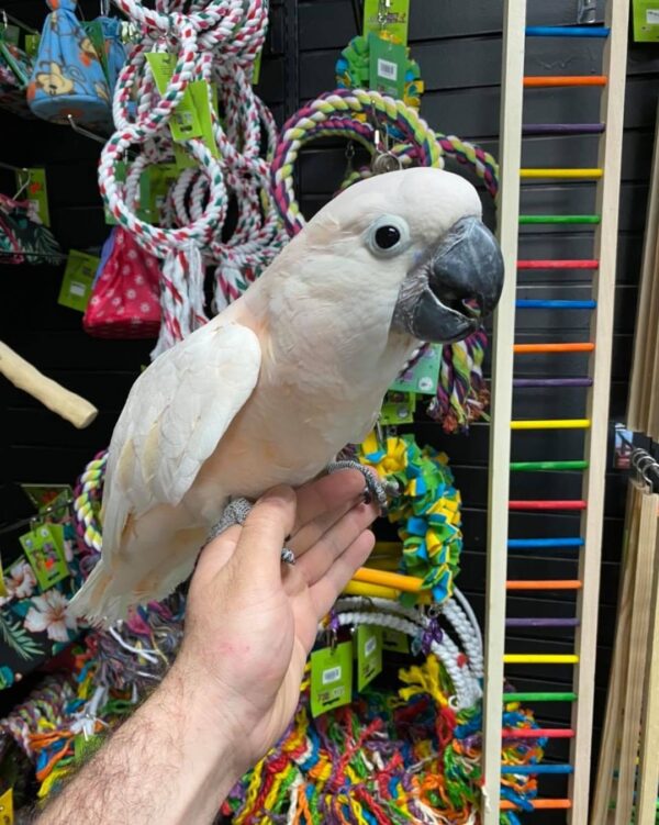 Moluccan cockatoo for sale Australia, buy moluccan cockatoo AU