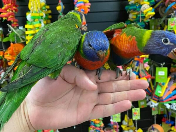Blue mountain lory for sale, buy blue mountain lory in Australia