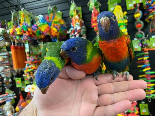 Blue mountain lory for sale, buy blue mountain lory in Australia
