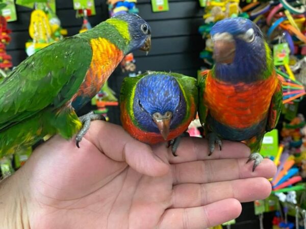 Blue mountain lory for sale, buy blue mountain lory in Australia