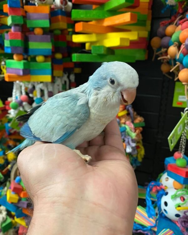 Quaker parrots for sale in Australia, buy quaker parrots online