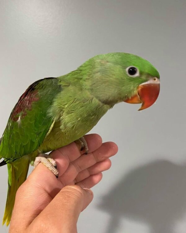 Buy Indian ringnecks in Australia, Female ringneck for sale AU