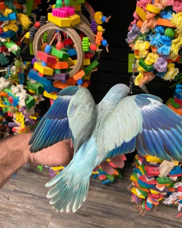 Quacker parrots for sale in Australia, buy quacker parrots online