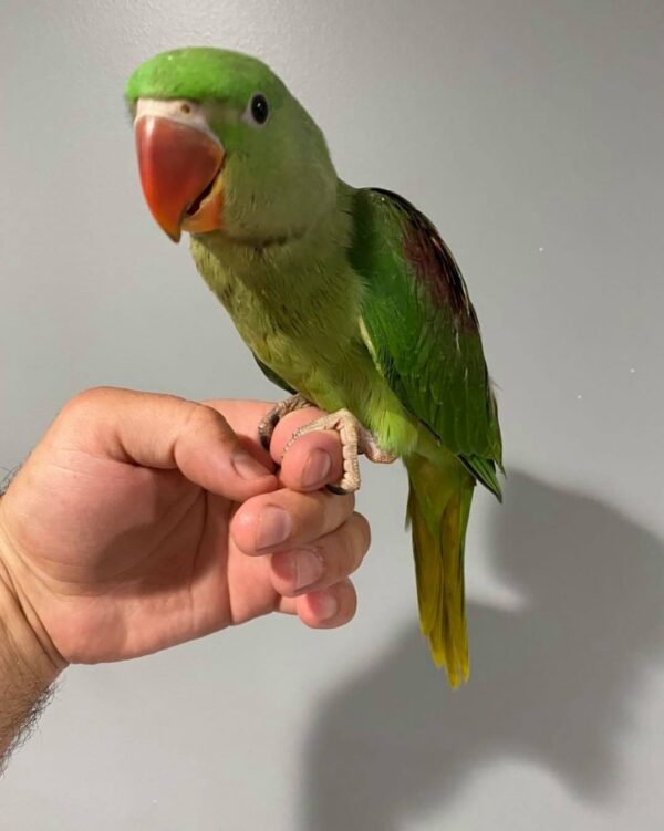 Buy Indian ringnecks in Australia, Female ringneck for sale AU