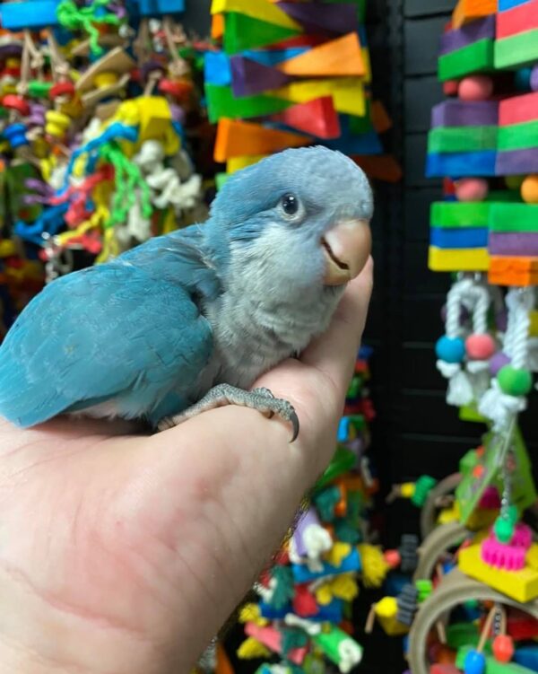 Quaker parrots for sale in Australia, buy quaker parrots online
