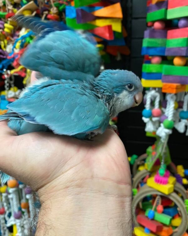 Quaker parrots for sale in Australia, buy quaker parrots online