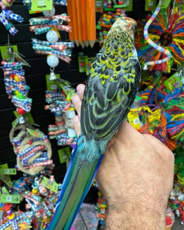 Rosella birds for sale in australia, buy rosella parrots online