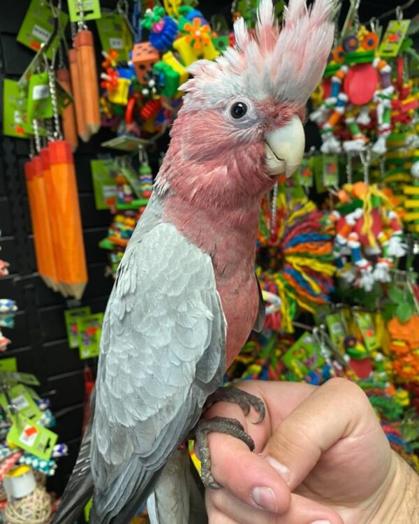 Rose breasted cockatoo for sale australia, buy female cockatoo AU