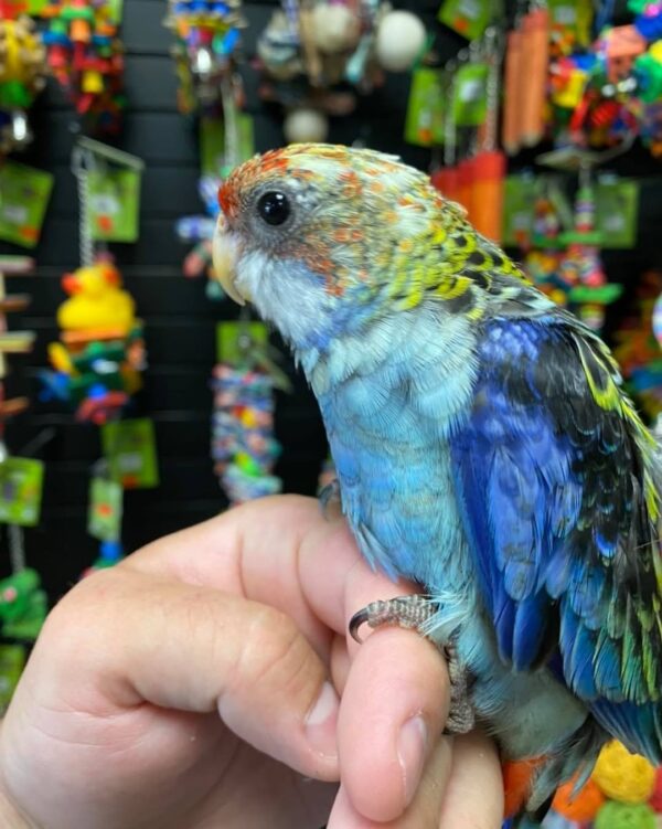 Rosella birds for sale in australia, buy rosella parrots online