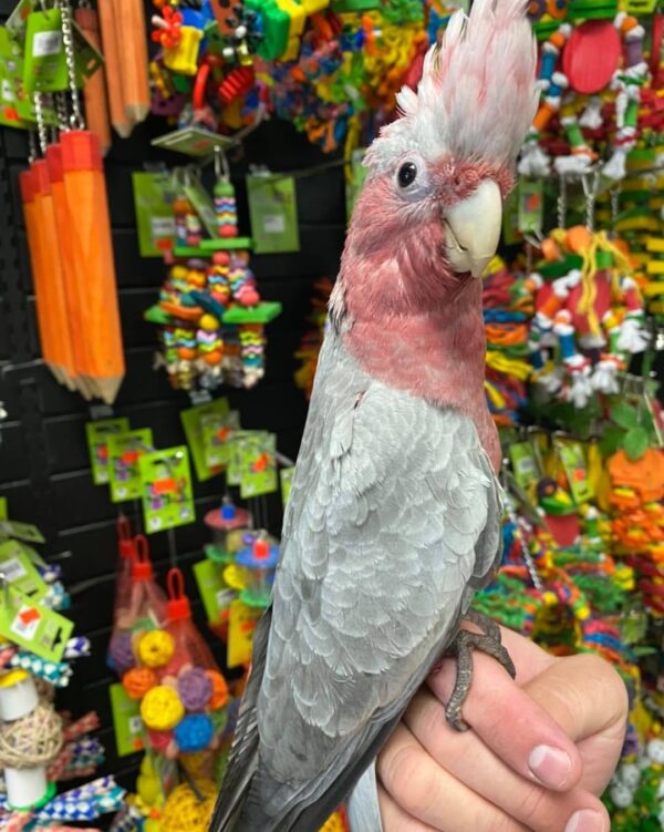 Rose breasted cockatoo for sale australia, buy female cockatoo AU