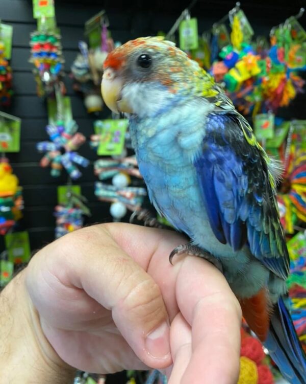 Rosella birds for sale in australia, buy rosella parrots online