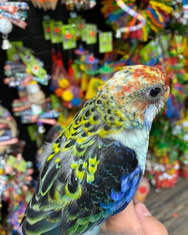 ROSELLAS - Image 5