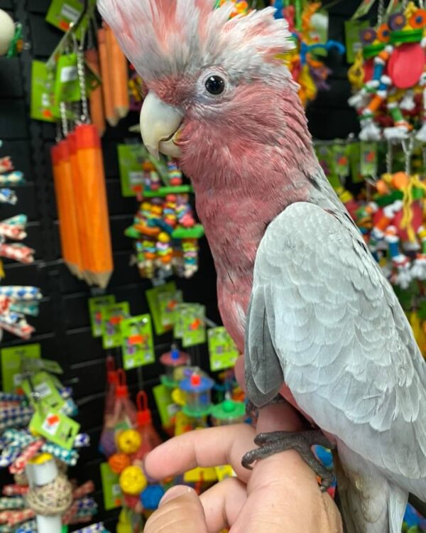 Rose breasted cockatoo for sale australia, buy female cockatoo AU