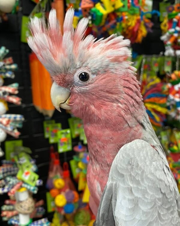 Rose breasted cockatoo for sale australia, buy female cockatoo AU