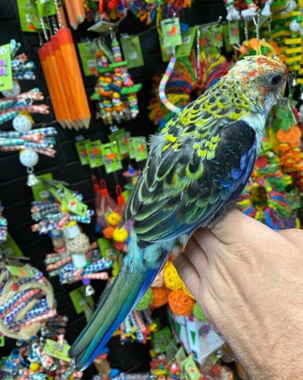 Rosella birds for sale in australia, buy rosella parrots online
