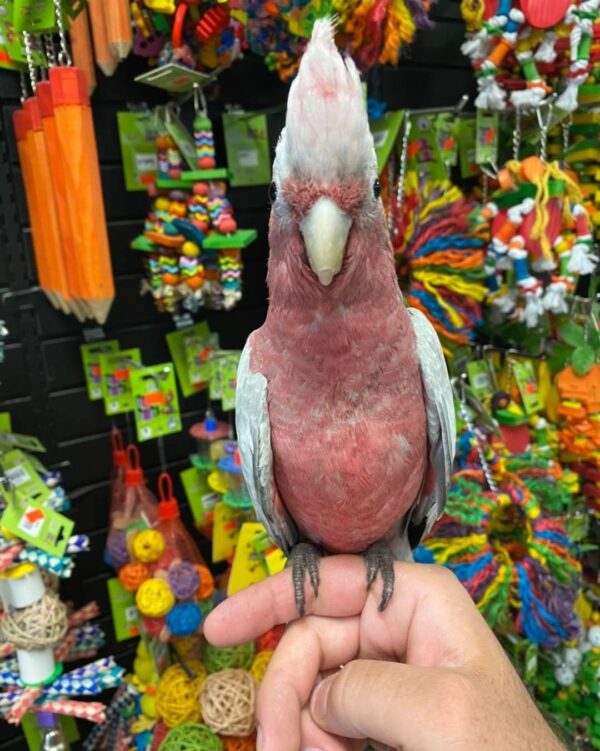 Rose breasted cockatoo for sale australia, buy female cockatoo AU