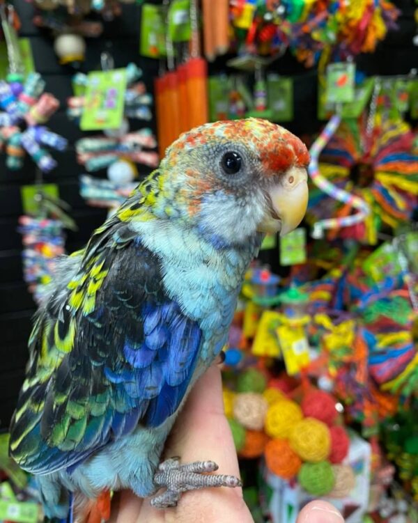 Rosella birds for sale in australia, buy rosella parrots online