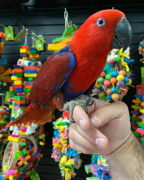 Female eclectus for sale Australia, buy red eclectus AU