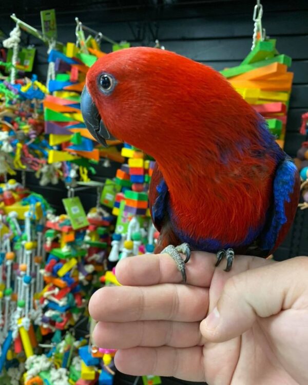 Buy female eclectus online in australia, buy red eclectus parrot