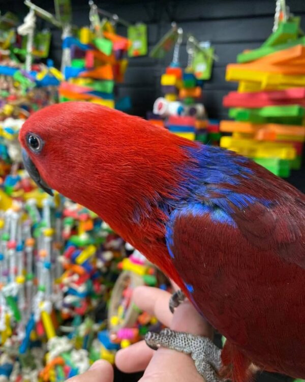 Female eclectus for sale Australia, buy red eclectus AU