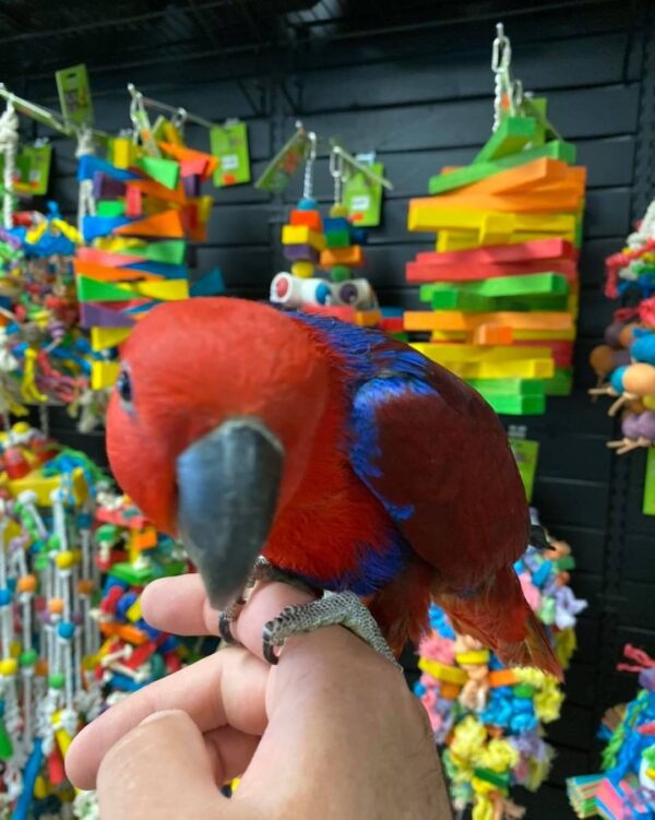 FEMALE SOLOMON ISLAND ECLECTUS - Image 5