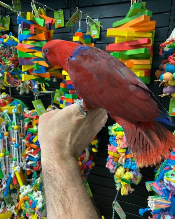 Buy female eclectus online in australia, buy red eclectus parrot