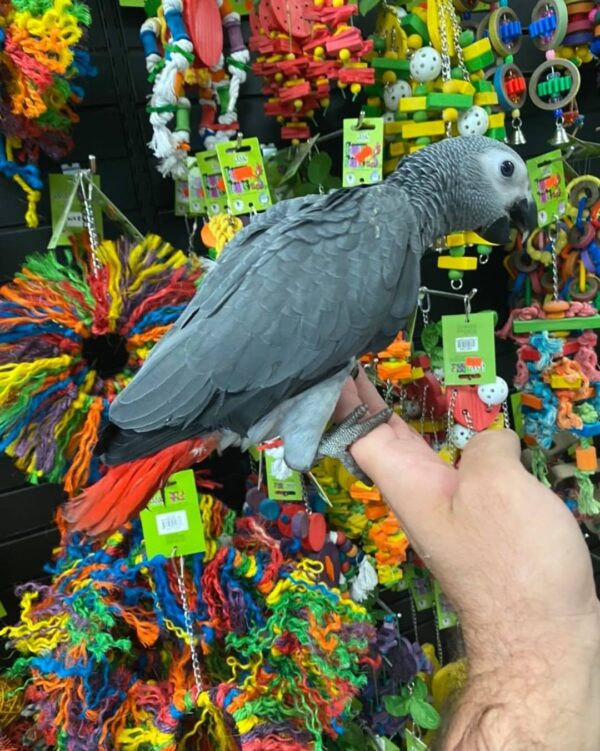 Congo african grey for sale australia, buy congo african grey in australia