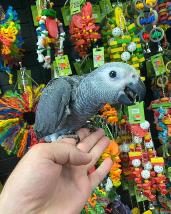 Congo african grey for sale australia, buy congo african grey in australia